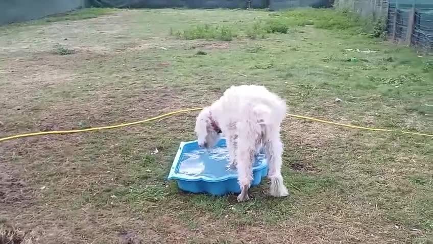 Mixed Breed dogs for adoption: 🖤MEET JOJO🖤 a Superb big Girl for a Loving Home - Video 4