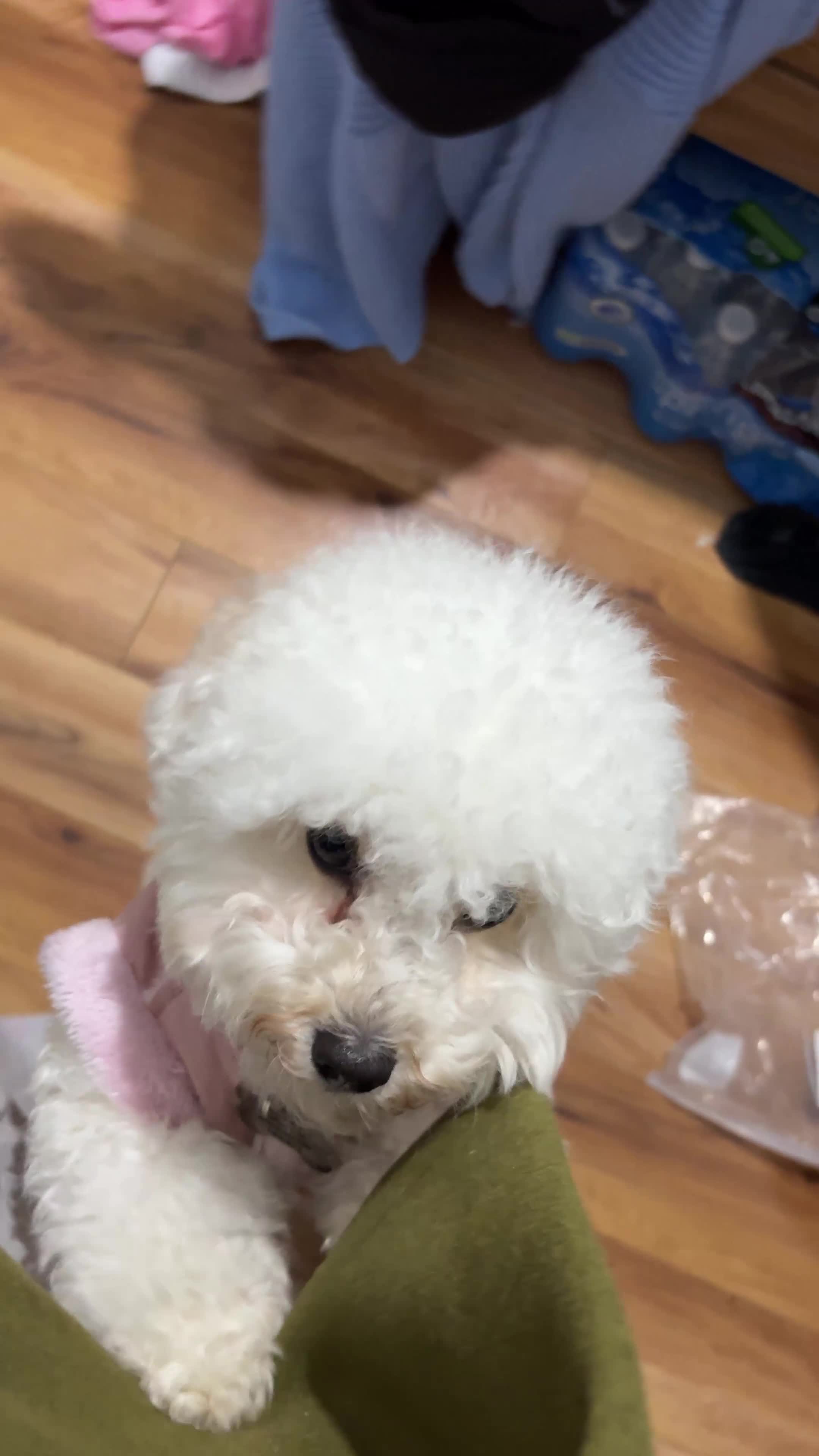 Cavapoo dogs for sale: Cavapoo Puppies – 3 Girls & 1 Boy for Loving Homes - Video 1