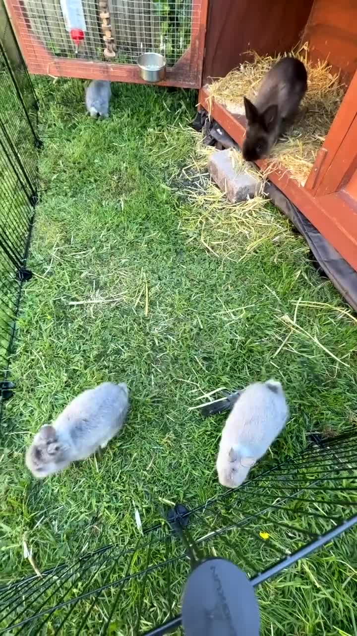 Mixed Breed rabbits for sale: Miniature Lionhead x Miniature Neverland Dwarf in Carlisle - Video 2