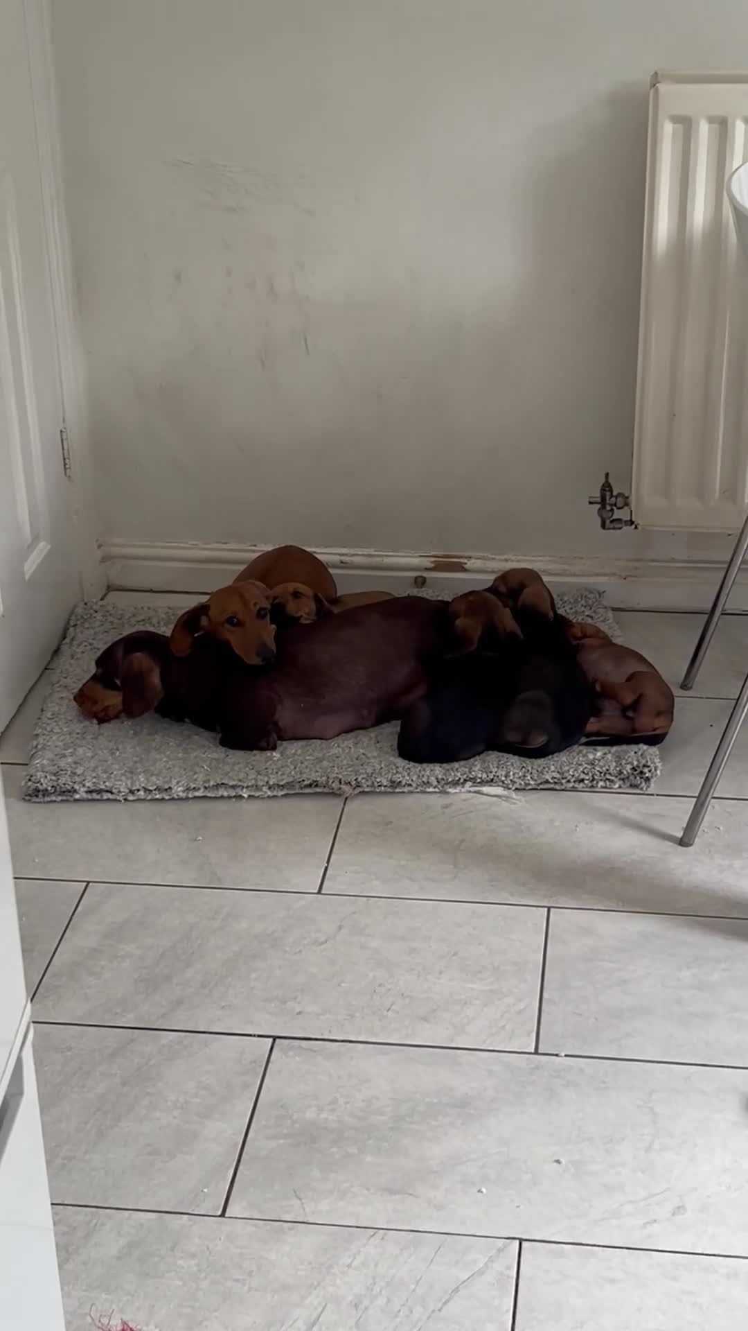 Miniature Dachshund dogs for sale: Male and female left - Video 3