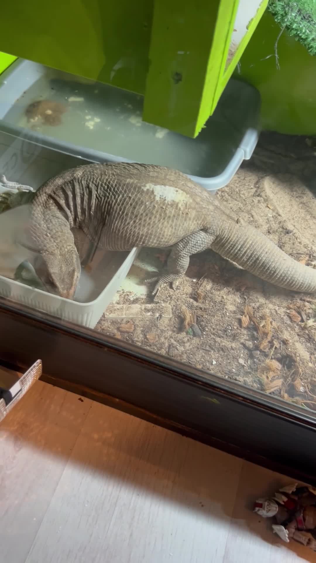 Monitor reptiles for sale: Bosc Monitor  in Basildon - Video 1