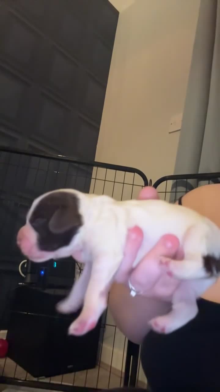 Cocker Spaniel dogs for sale: Cocker spaniel puppies - Video 3