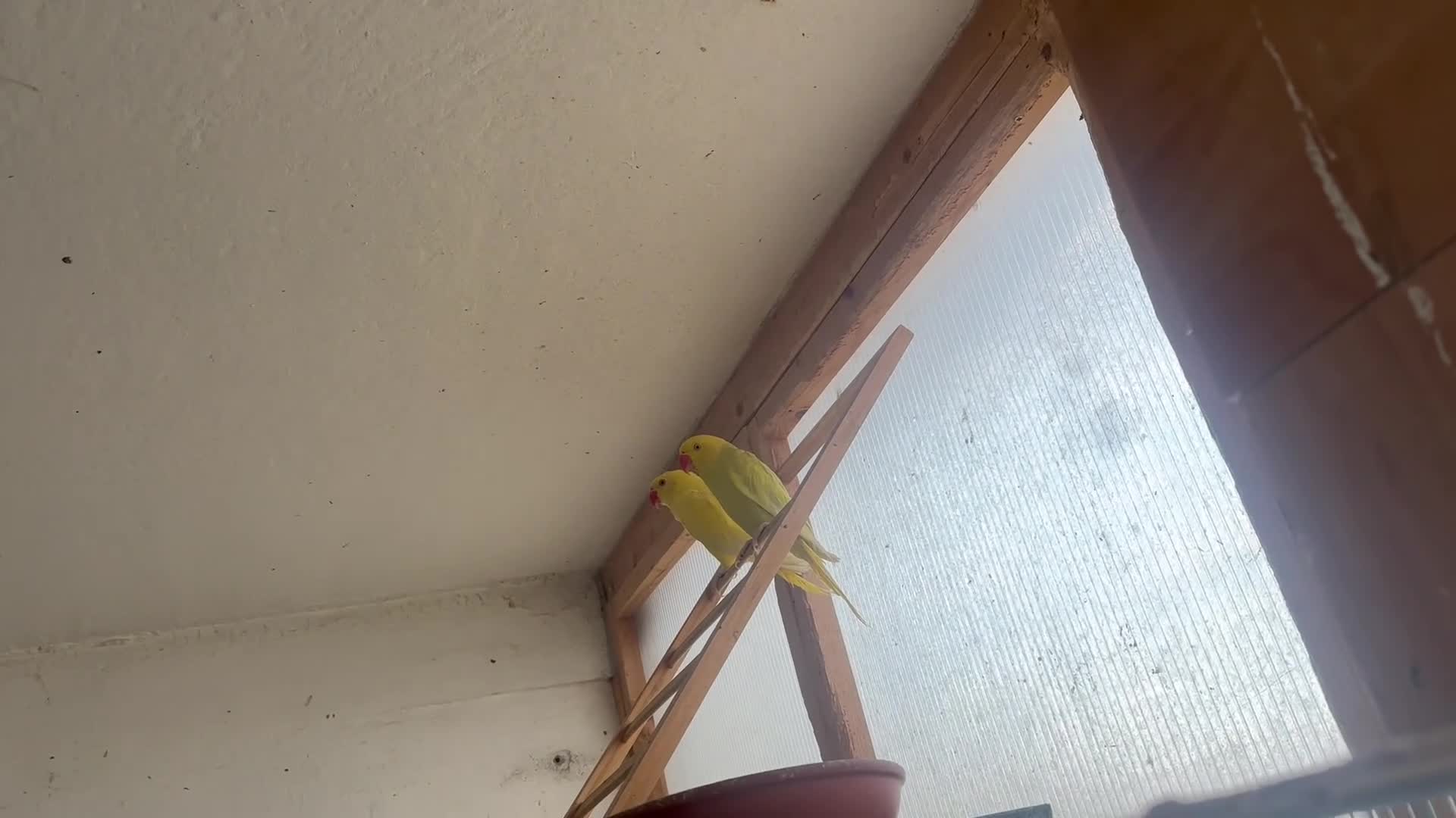 Ringnecks birds for sale: Yellow Ringneck and pineapple conure - Video 1