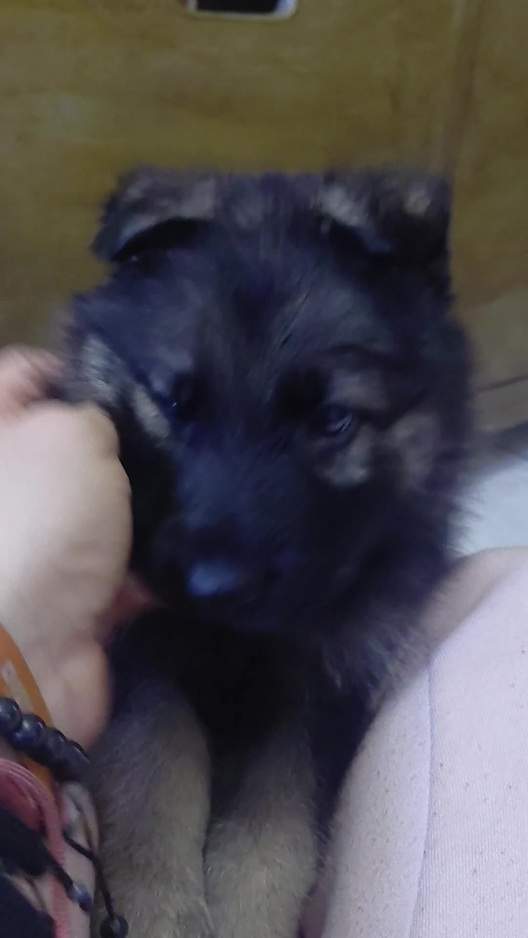 German Shepherd dogs for sale: German shepherd puppies - Video 2