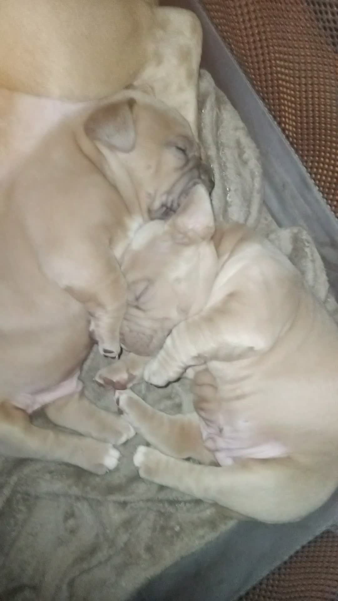 Mixed Breed dogs for sale: Exotic pocket bully cross  - Video 1