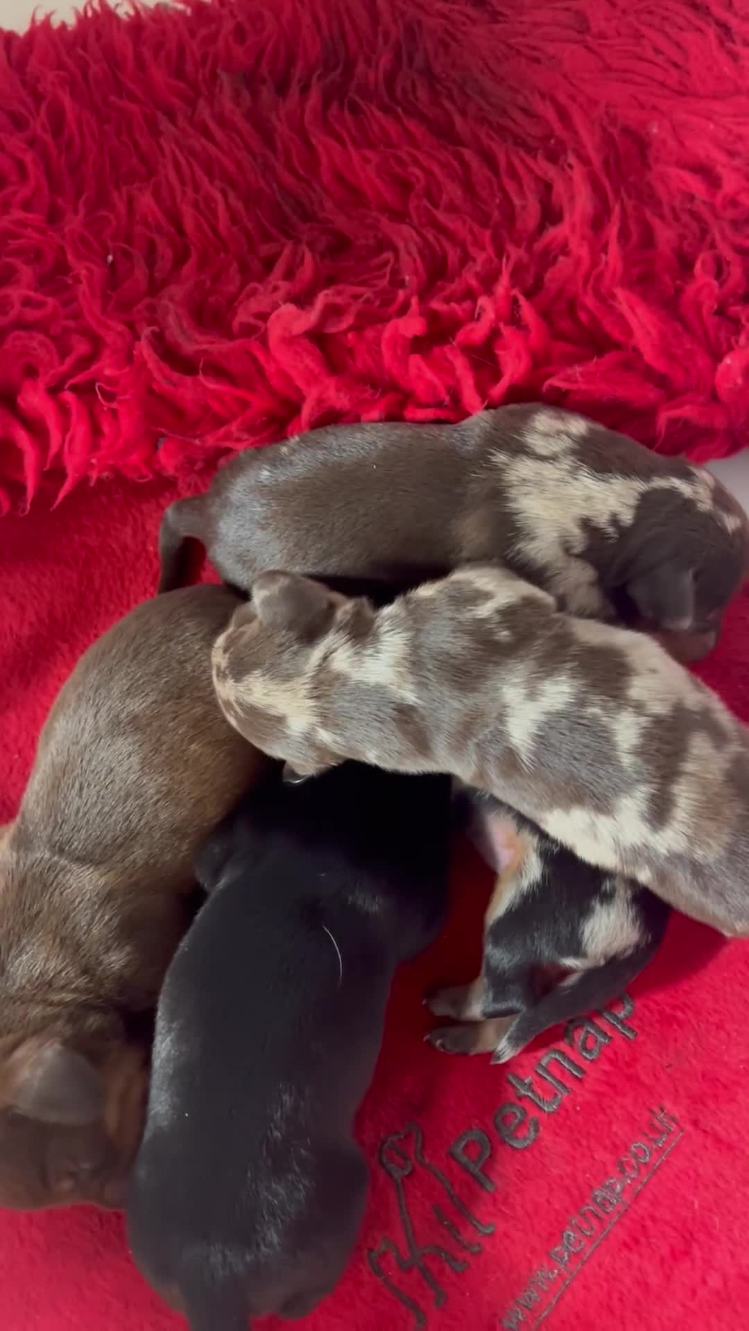 Miniature Dachshund dogs for sale: Beautiful tiny KC miniature dachshund puppies in Ware - Video 1