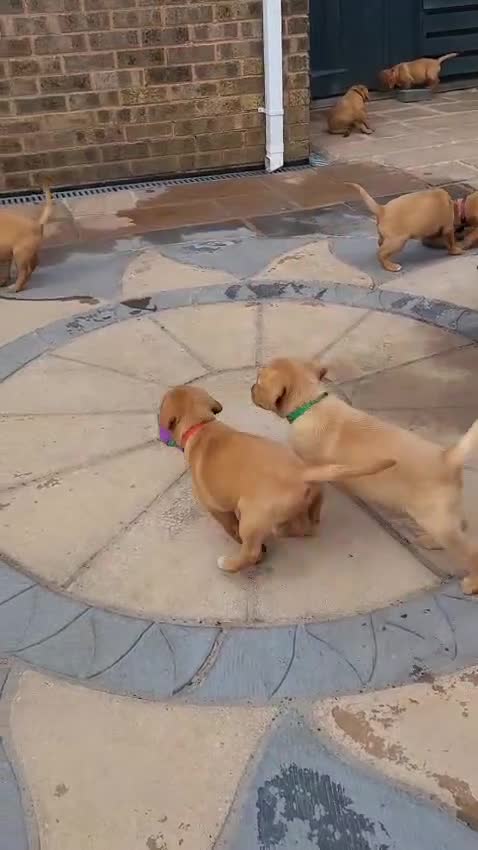 Labrador Retriever dogs for sale: 3 Fox Red girl puppies left.Available from 10/7/26 - Video 2