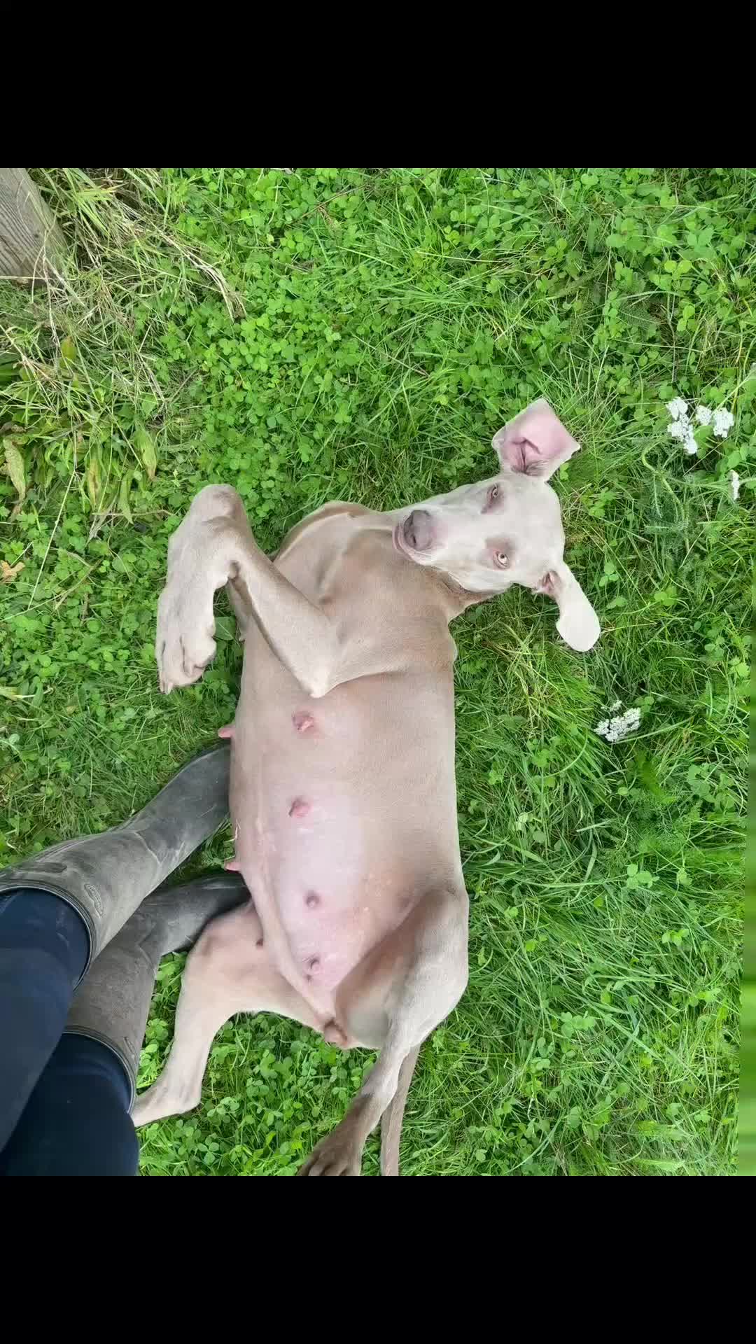 Weimaraner dogs for sale: KC Registered Weimaraner Puppies  - Video 1