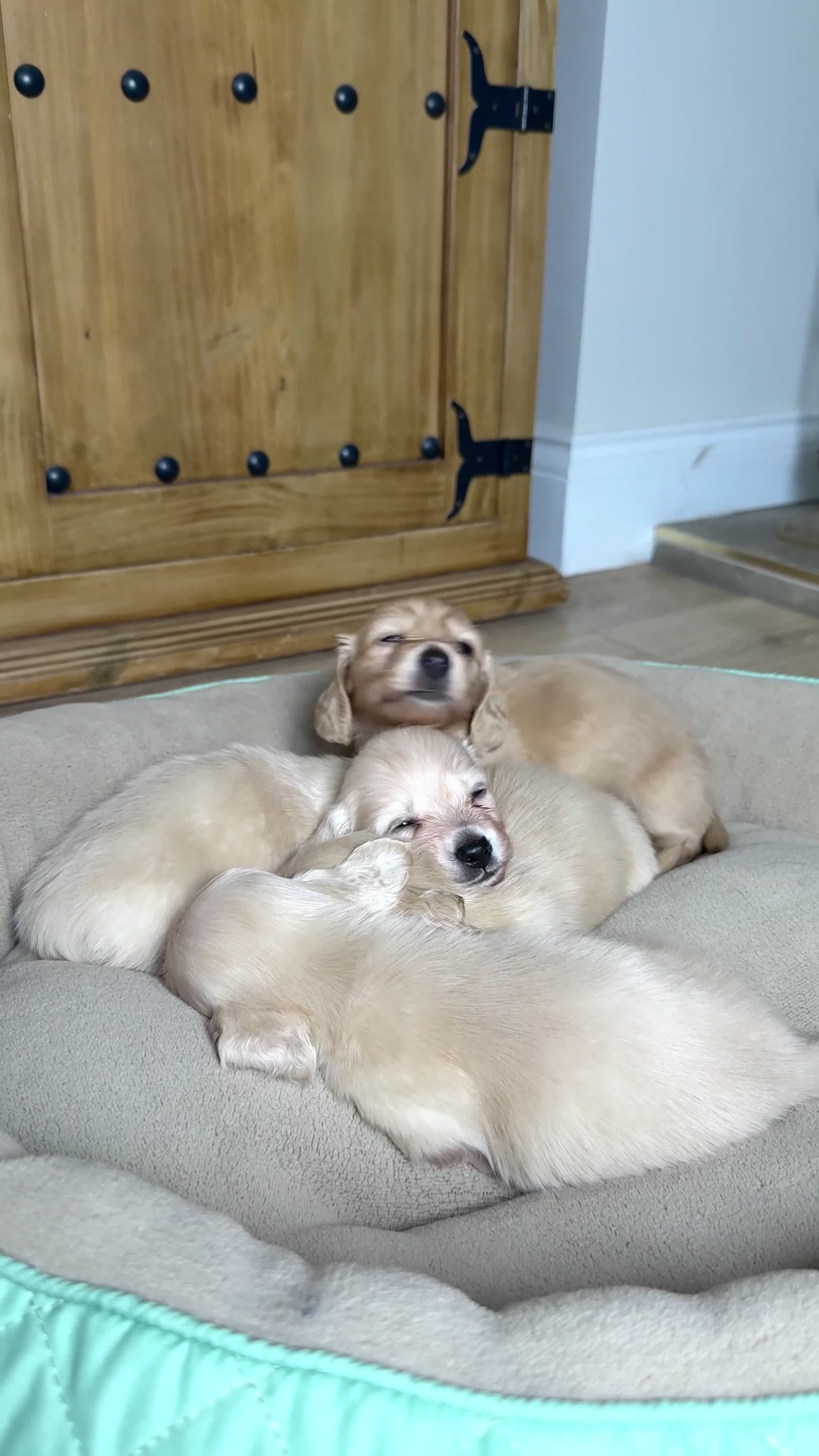 Miniature Dachshund dogs for sale: Cream Longhaired Miniature Dachshund - Video 1
