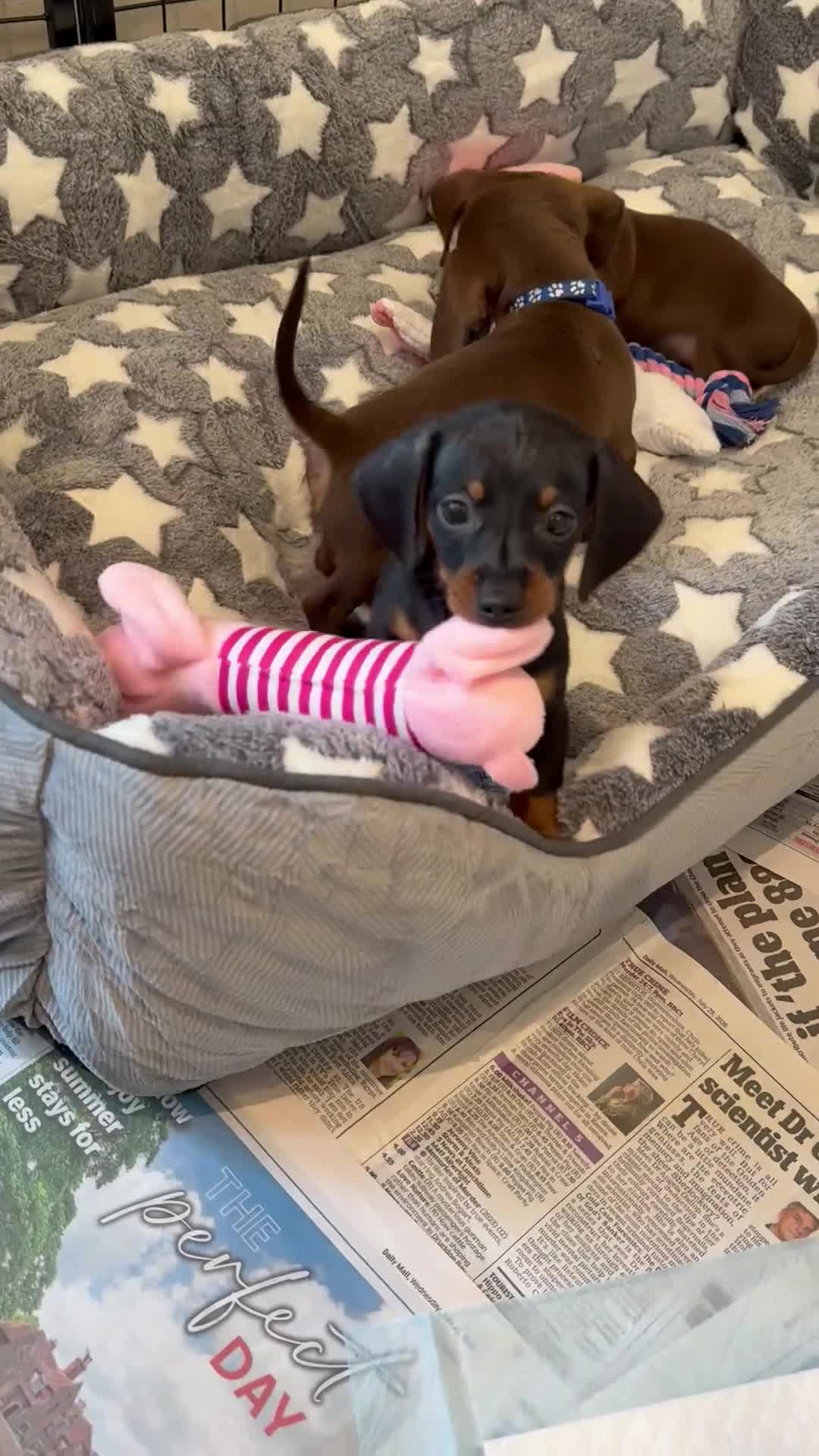 Miniature Dachshund dogs for sale: Outstanding Litter - Video 1