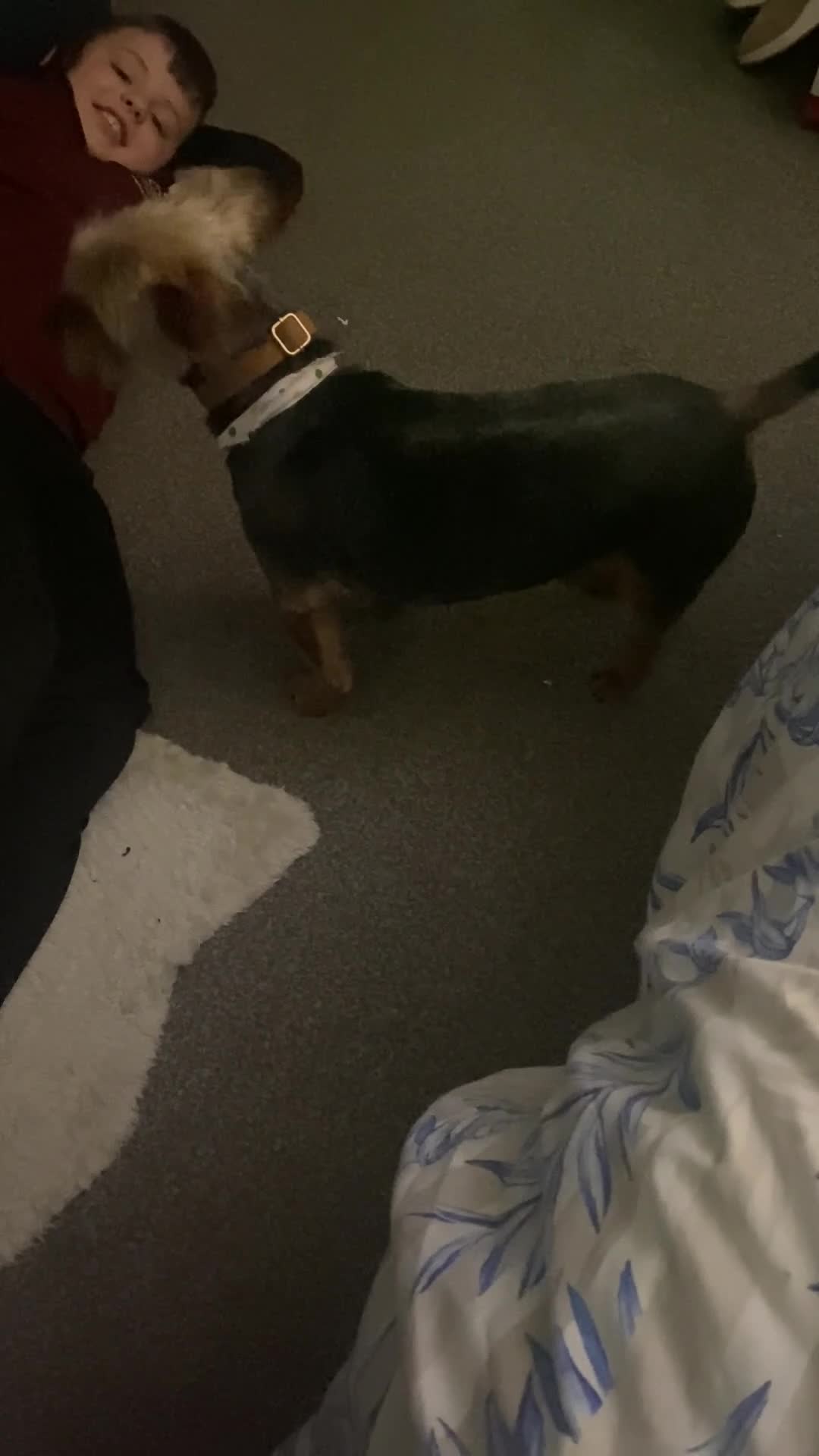 Yorkshire Terrier dogs for stud: Buddy - available for stud in Newtownabbey - Video 2