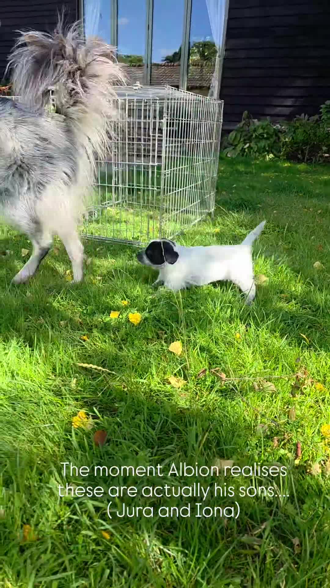 Mixed Breed dogs for sale: Sweetest Sprollies - Video 2
