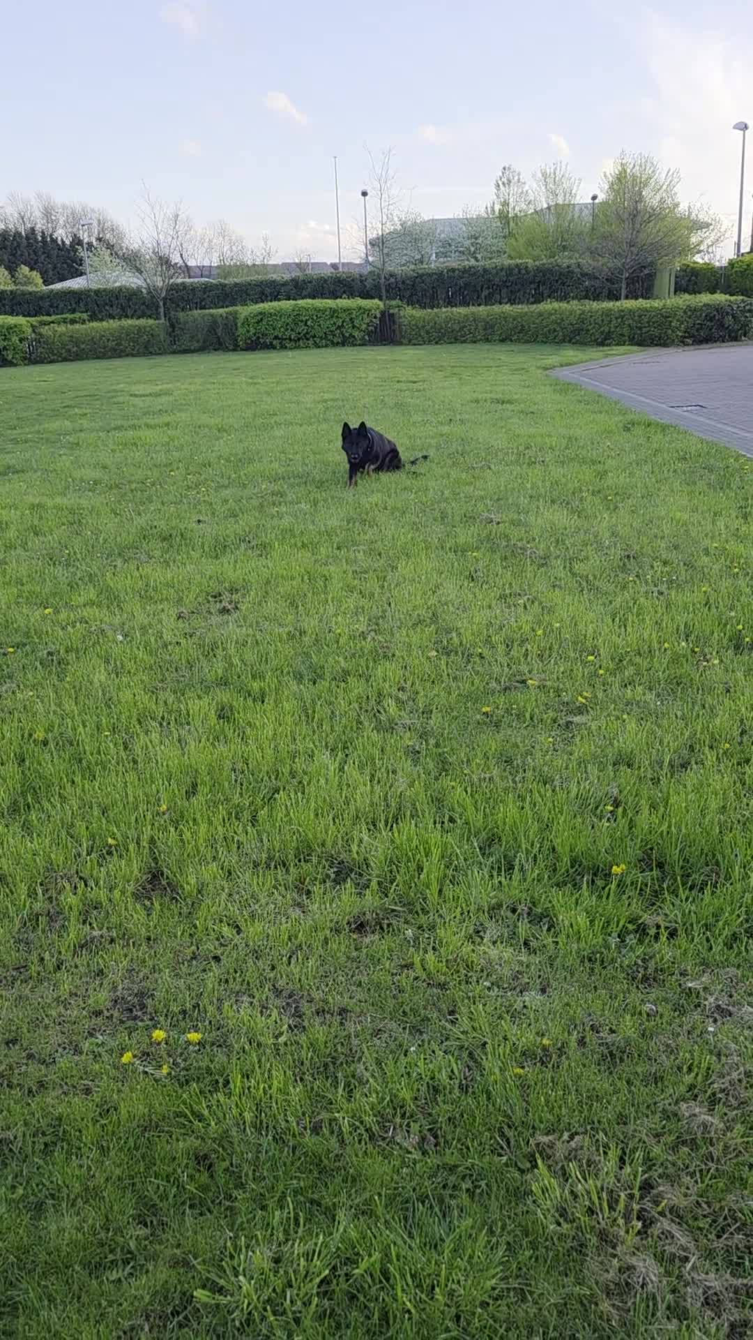 German Shepherd dogs for sale: Female german shepherd  - Video 1