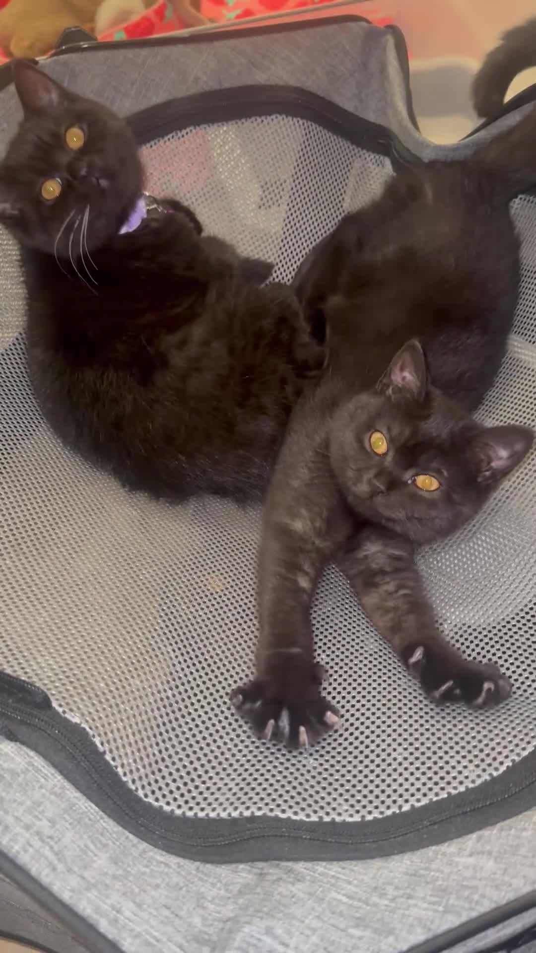 British Shorthair cats for sale: British shorthair STUNNING black kitten - Video 3