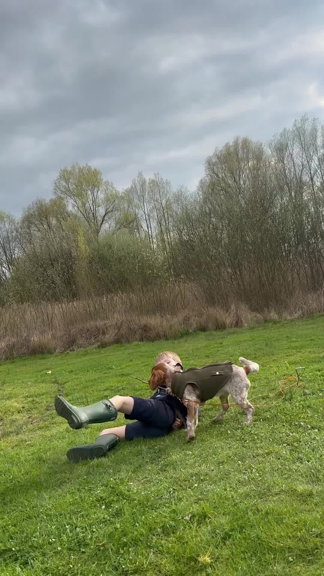 Cocker Spaniel dogs for sale: Gorgeous 8 month old female cocker spaniel - Video 1
