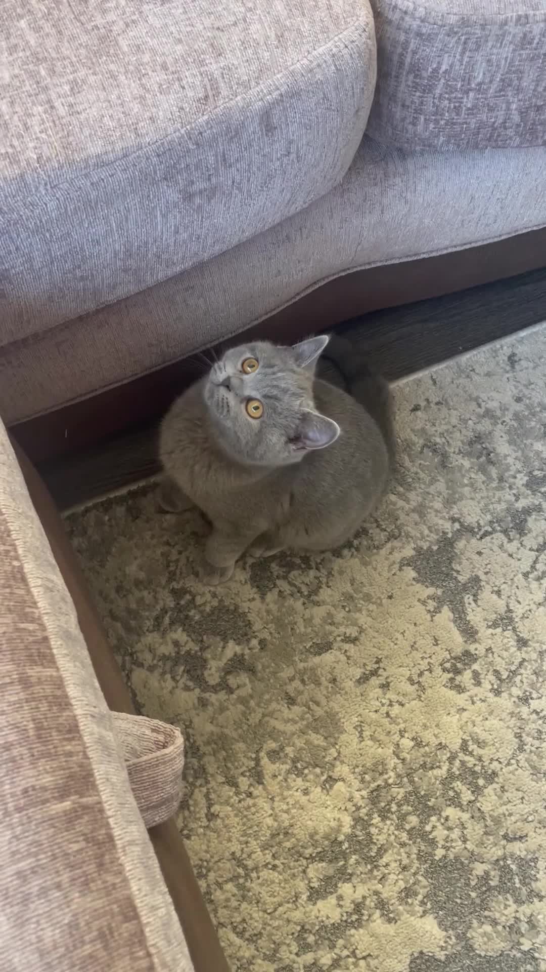 British Shorthair cats for sale: Beautiful British Shorthairs - READY TO GO - Video 2