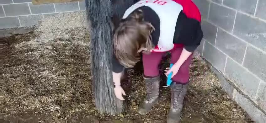 Irish Cob horses for sale: 12hh 2 year old gelding to make 12.2/3hh  - Video 4