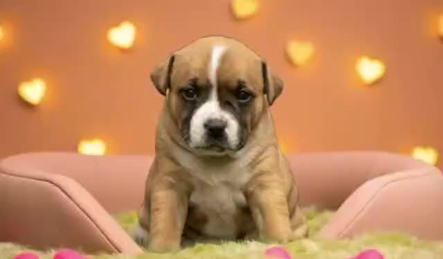 Staffordshire Bull Terrier dogs for sale: SHOW QUAILTY RED STAFF PUPPIES  - Video 1