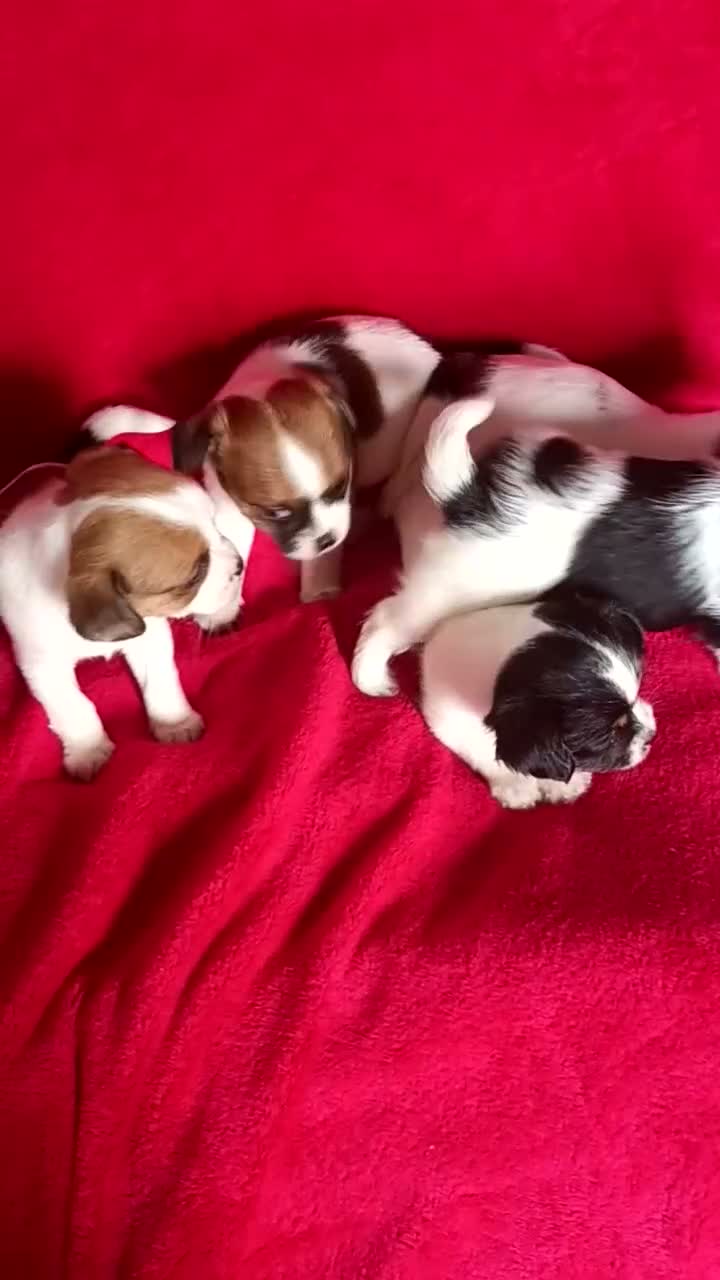 Mixed Breed dogs for sale: Beautiful Jack Tzu Puppies 2 x Girls 1 x Boy  in Darlington - Video 1