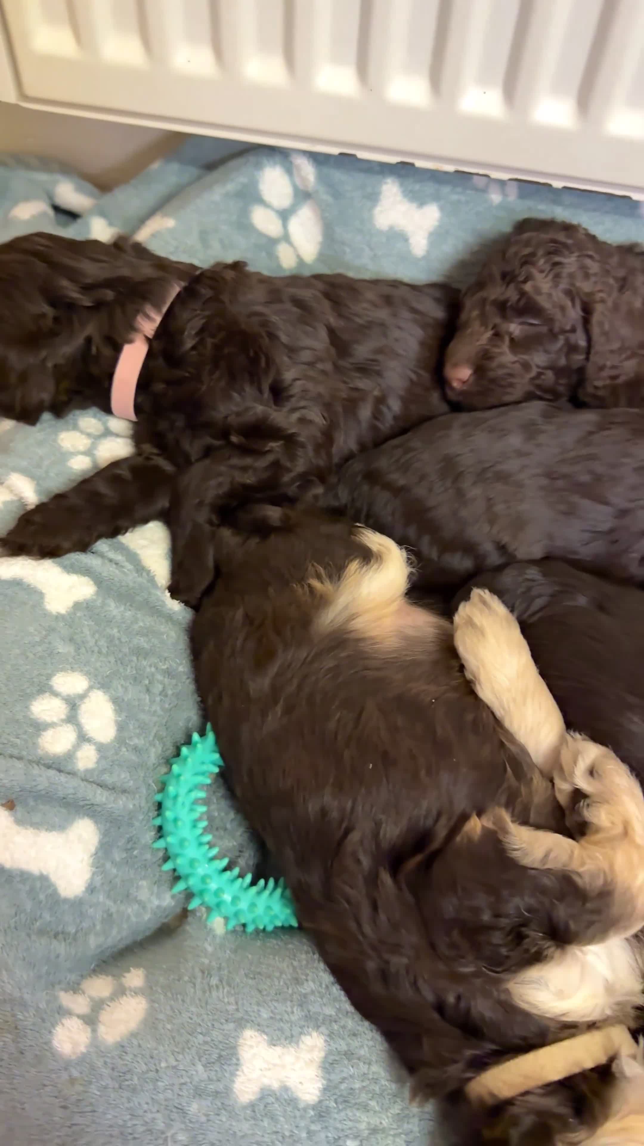 Cockapoo dogs for sale: Waiting-List Open - DNA Tested Cockapoo Puppies 🧬 - Video 2