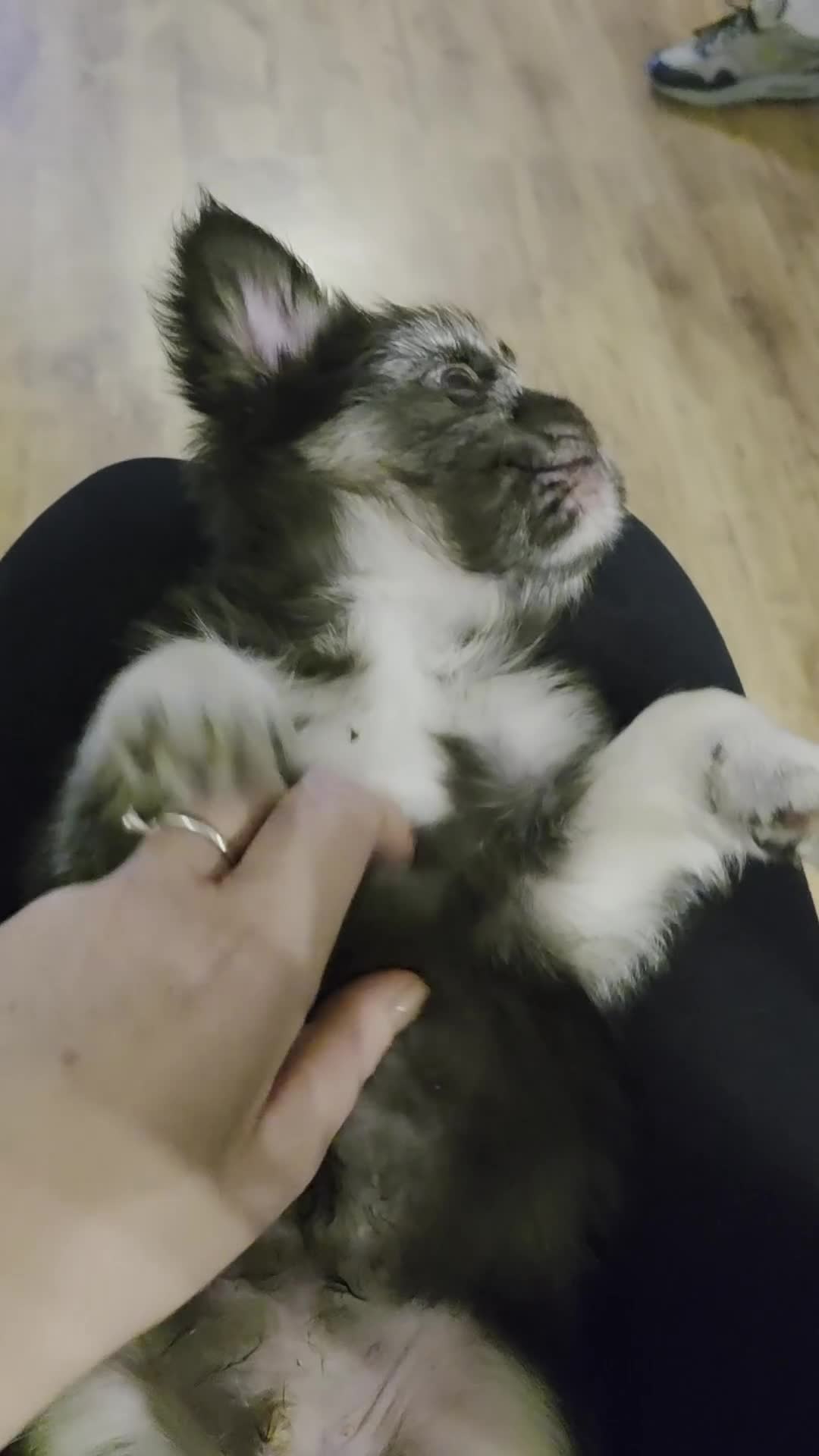 French Bulldog dogs for sale: LAST PUP Stunning French bulldog puppies - Video 1