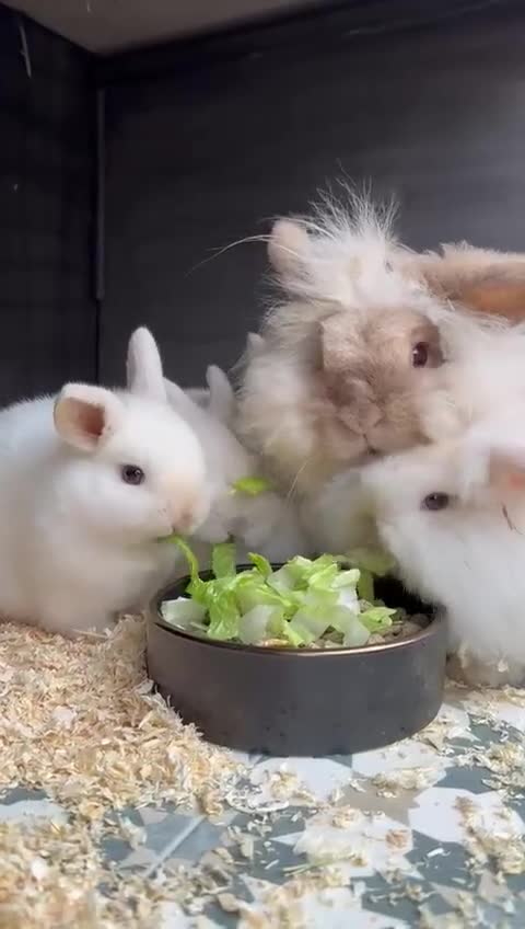 Mini Lion Lop rabbits for sale: Stunning Mini LionLops for Sale  - Video 1