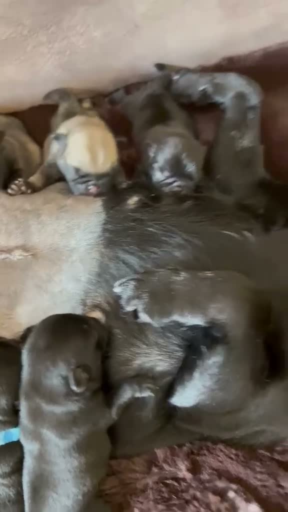 Pug dogs for sale: 🐾 **PUG PUPPIES – INTEREST NOW BEING TAKEN 🐾** - Video 1