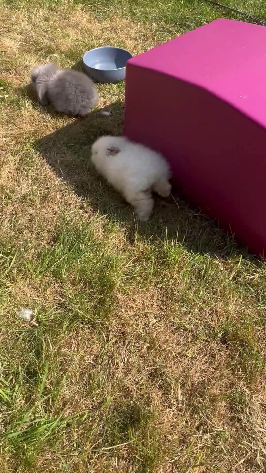 Mini Lion Lop rabbits for sale: * 2 left*  ready now - Video 2