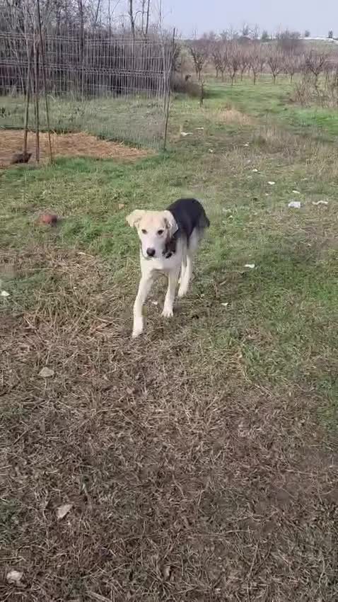 Mixed Breed dogs for adoption: RICKY - a superb young boy for a Loving Home - Video 3