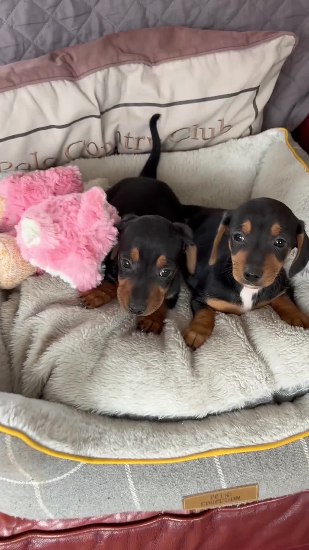 Jackshund dogs for sale: Jackrussel x dachshund puppies  - Video 1