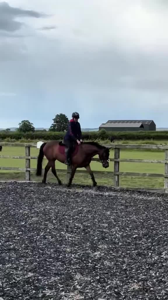 Welsh Section D horses for sale: Clara  in York - Video 1