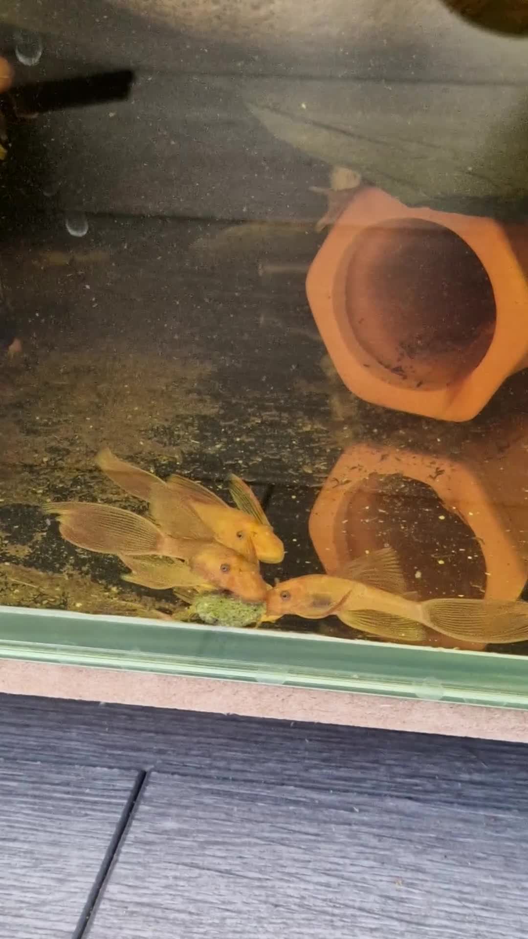 Plecos fish for sale: Longfin Super-red bristlenose Plecos  - Video 1