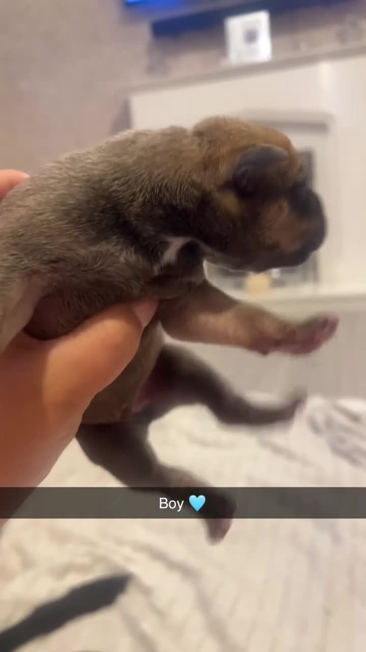 Mixed Breed dogs for sale: Bull greyhound  - Video 4