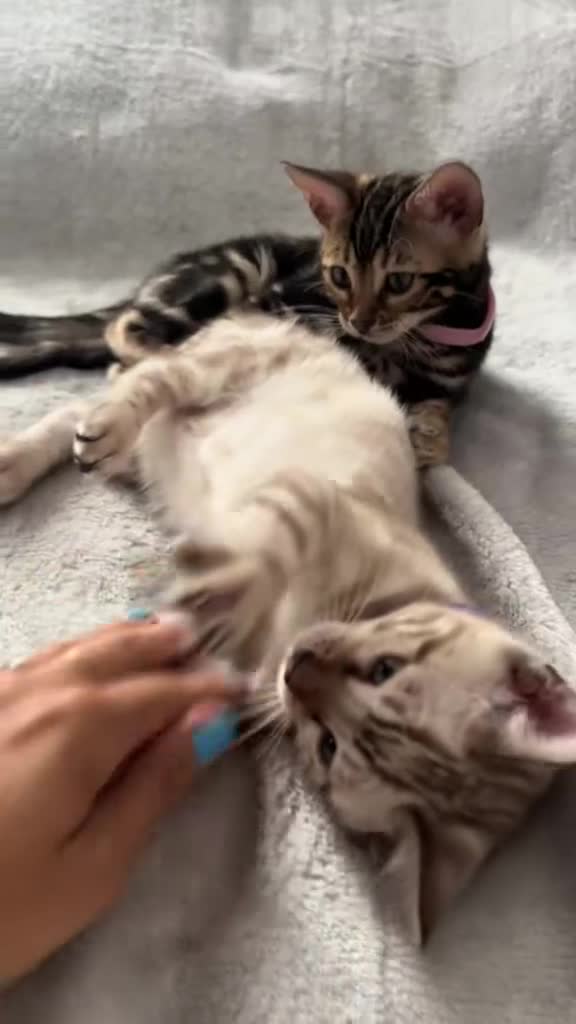 Bengal cats for sale: 🐾 TICA REGISTERED, READY TO LEAVE  😍😍 - Video 4