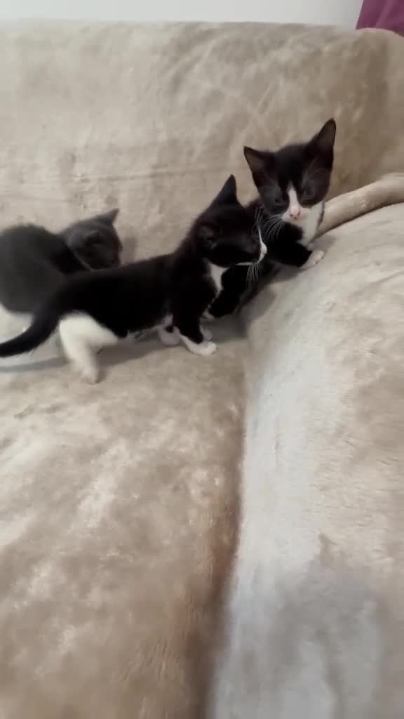 Mixed Breed cats for sale: 4 Beautiful Kittens Looking For Loving Homes in Deeside - Video 1