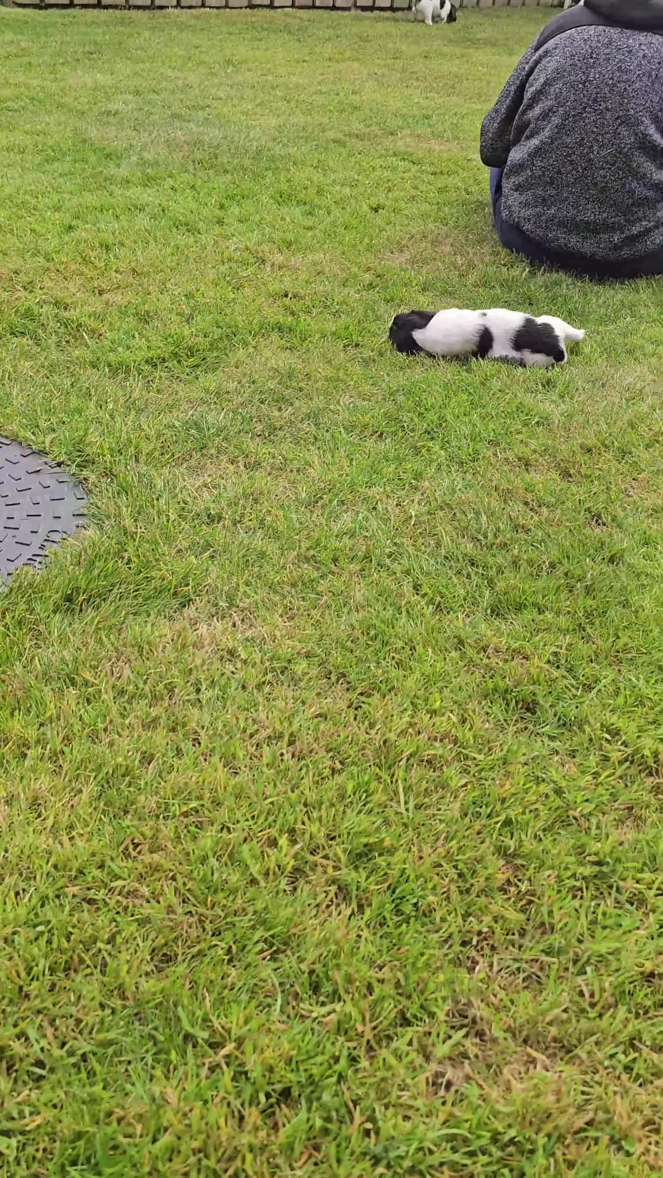 English Springer Spaniel dogs for sale: English Springer Spanel (KC Reg, Vet tail dock)  - Video 1