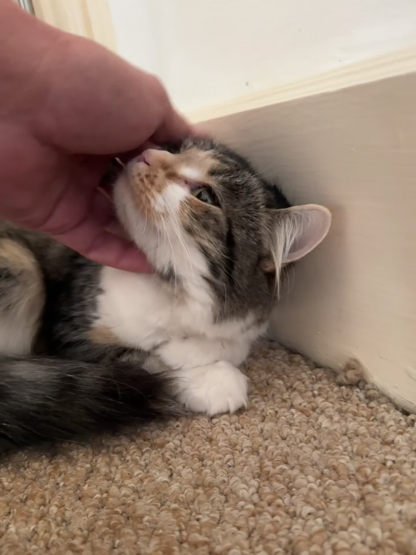 Mixed Breed cats for sale: Free beautiful cat in Colchester - Video 1