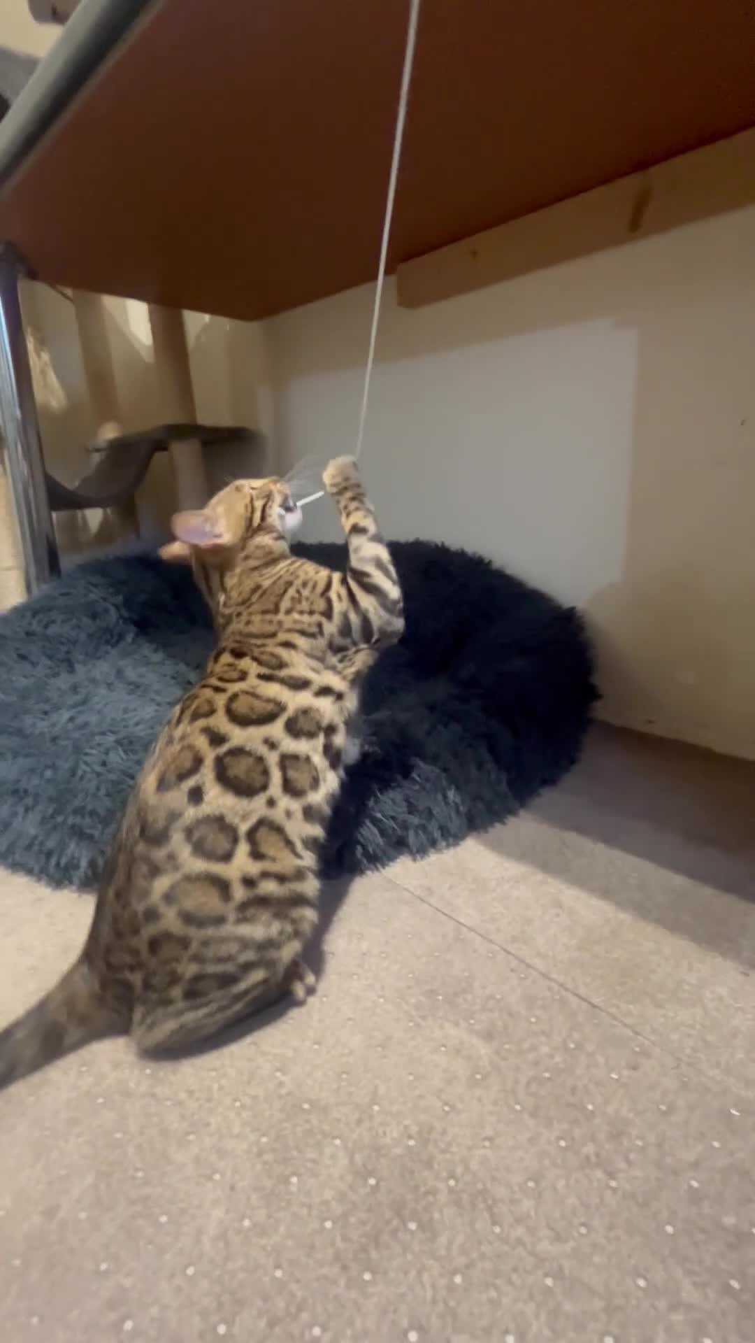 Bengal cats for sale: 2 Beautiful Bengal girls- vet owned  - Video 2
