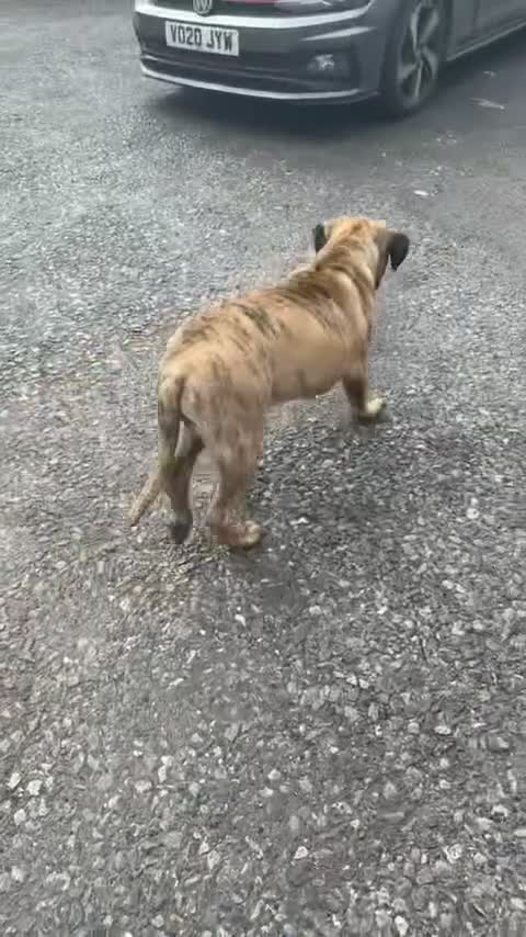 Presa Canario dogs for sale: Draco - Video 2