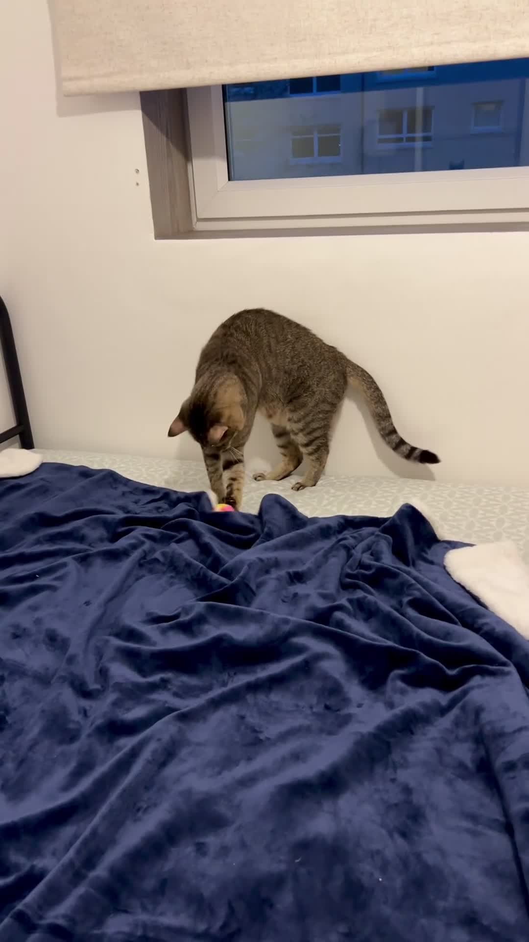 Arabian Mau cats for adoption: Kevin is looking for his human  - Video 1