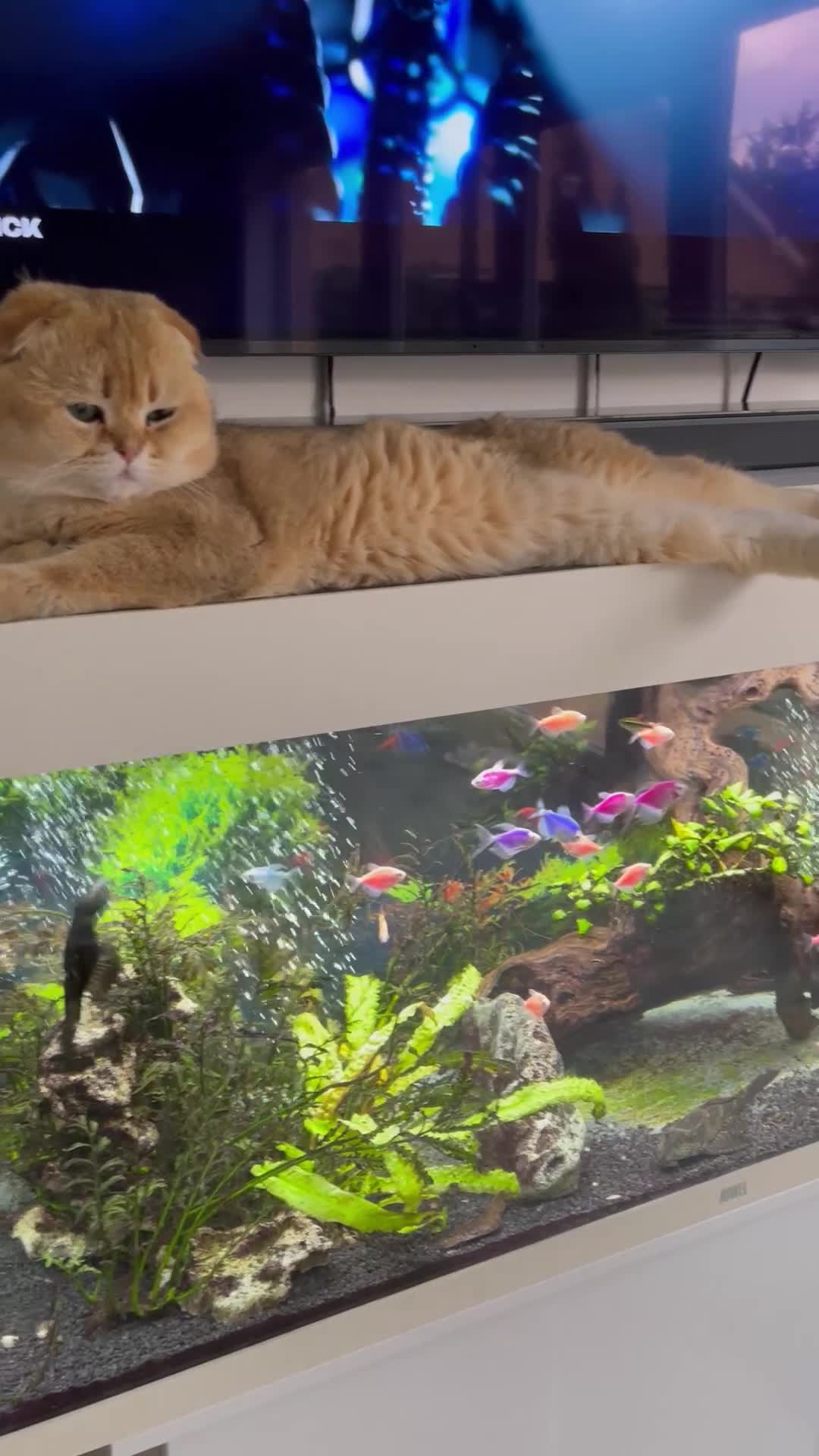 Scottish Fold cats for sale: LUXURY GOLDEN CHINCHILLA  SCOTTISH FOLD KITTENS - Video 1