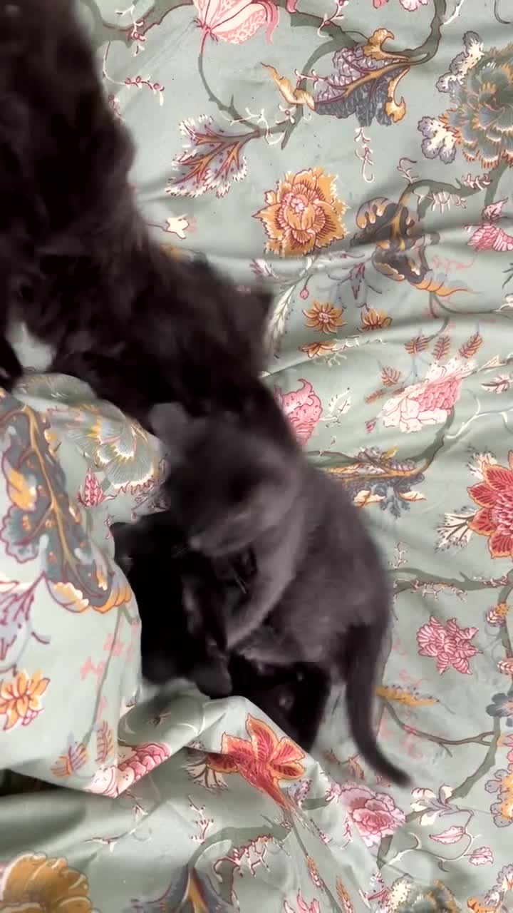 Russian Blue cats for sale: 2 Male Kittens for same  - Video 1