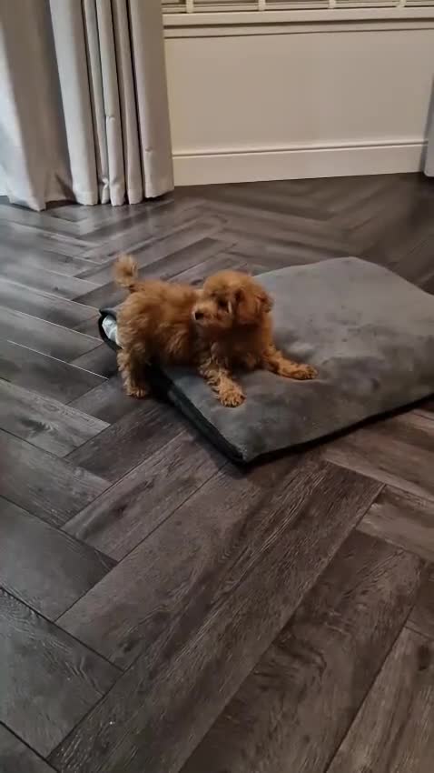 Maltipoo dogs for sale: 2 boys - Video 3