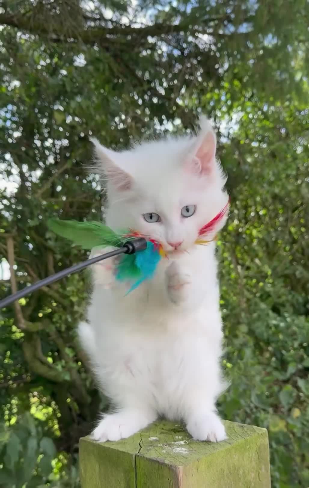 Maine Coon cats for sale: STUNNING WHITE WITH BLUE EYES -BAER TESTED  - Video 1
