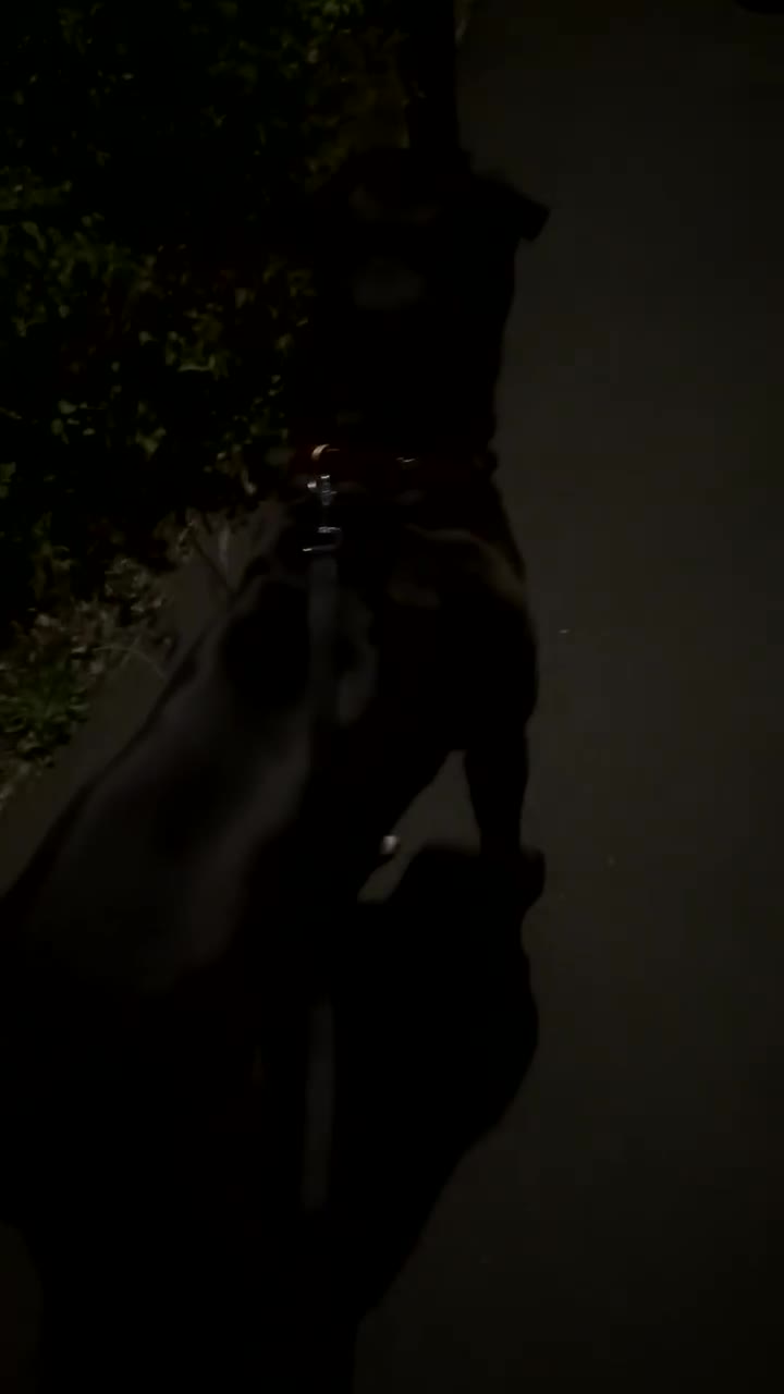 Cane Corso dogs for sale: Beautiful cane corso protection trained - Video 3