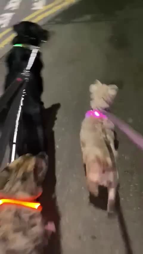 Mixed Breed dogs for adoption: Dilly  - Video 1