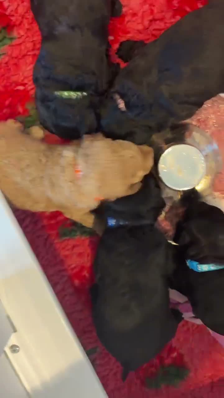 Australian Labradoodle dogs for sale: Multigenerational Australian labradoodles  - Video 1