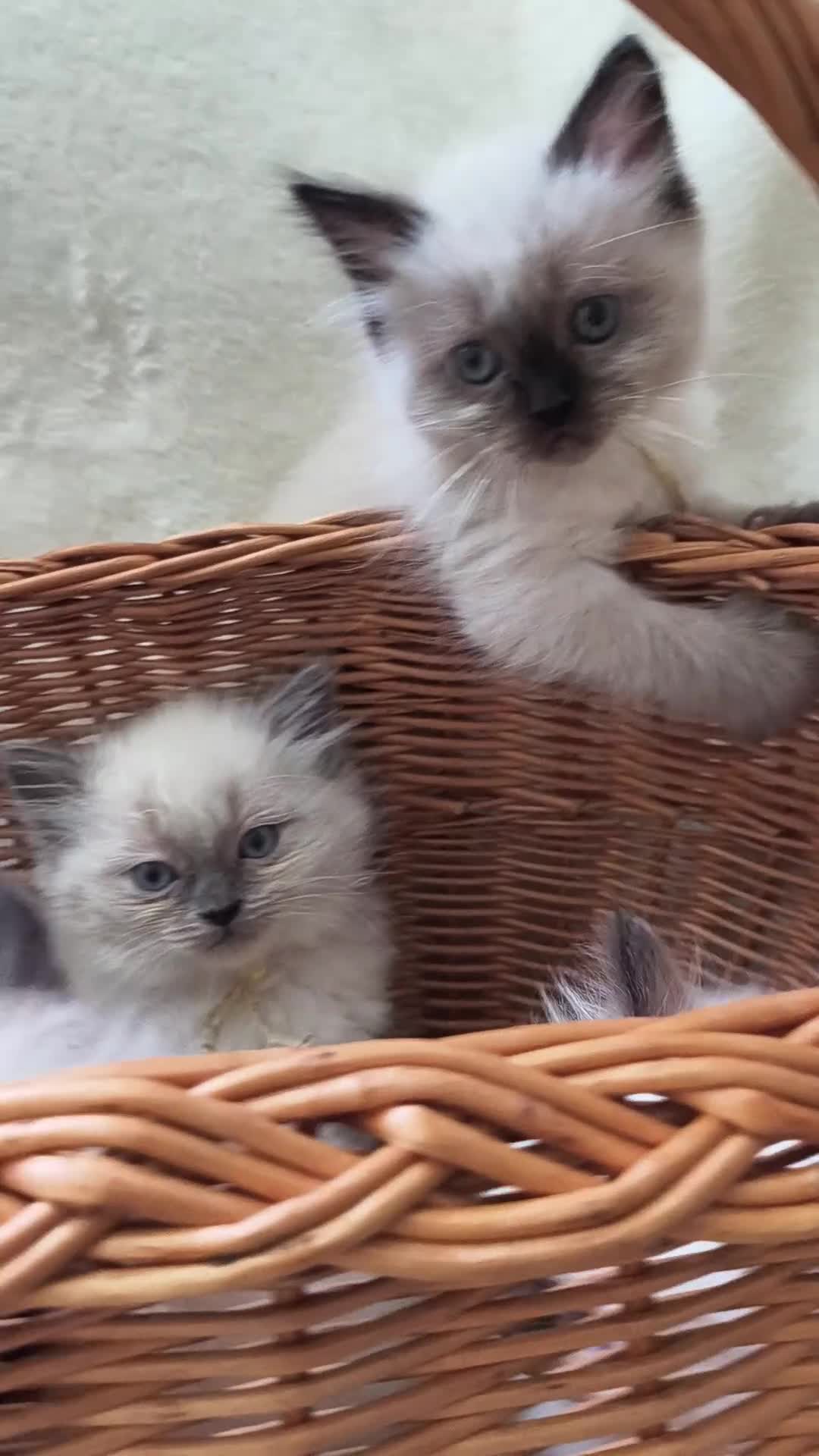 Ragdoll cats for sale: Perdolls  - Video 1