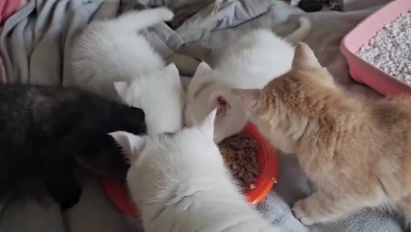 British Shorthair cats for sale: Bundles of fluff - Video 2
