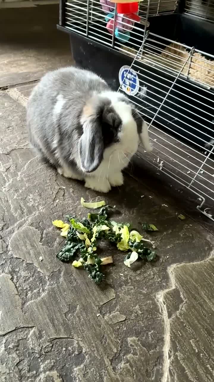 Mini Lop rabbits for sale: Baby mini lops - 5 months old - Video 1
